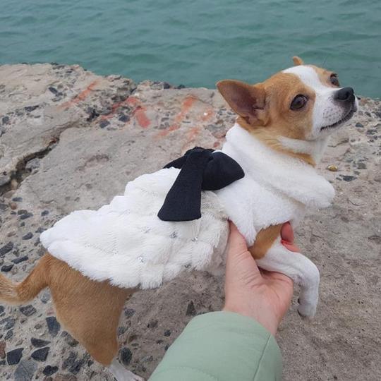 Cozy Chic Plush Bow Dog Coat - Stylish Spring And Autumn Pet Attire